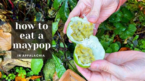 How to Eat Maypop Fruit