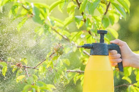 What To Spray Fruit Trees With?