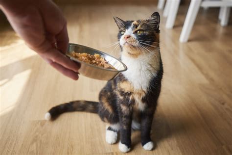 Why Did My Cat Stop Eating Wet Food?